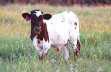 2026 Paper Chaser Bull