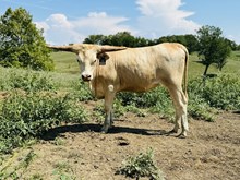OTR Kentucky Cream