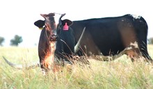 2026 Swerve Heifer