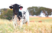 2026 Cajun Queen Heifer