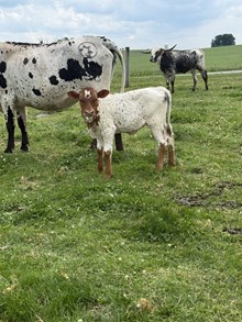 bonnie heifer
