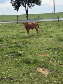 Midnights heifer