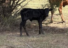 4L Rapptors Cowgirl