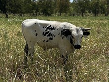 Cut it Out x Tango bull