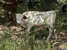 Cut to the Point x Tango Bull II