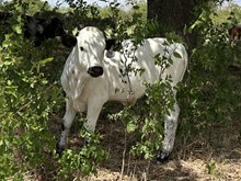 Baby Doll x Tango Bull III