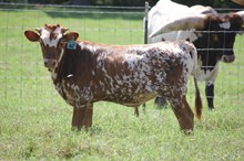LAR Cogburn 817
