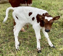 Cajun Queen Bull 2025