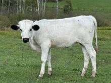 Blue Mist heifer