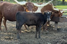 AG bull 25
