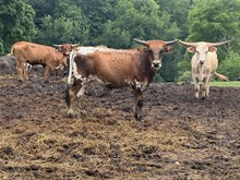 HNB Brown Betty