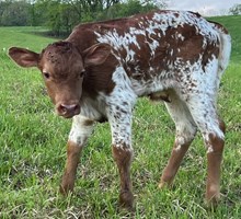Gracie Bull 2025