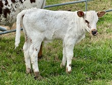 SLL JOHNNY RINGO X TLS BLANCHE BULL CALF
