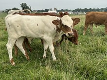 SDR Trivia bull calf