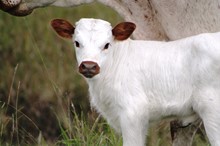 2018 Shenandoah Heifer