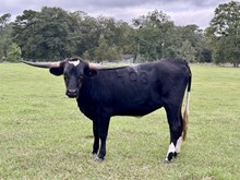 TS Ebony