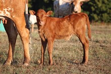 2026 Hustlebox Heifer