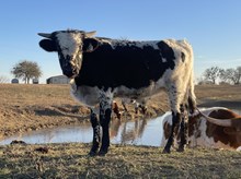 Spit'n Image x Tango Bull