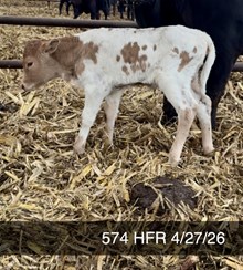 BR CRACKER JACK X RIVERFORK’S JAZZY CAT HEIFER
