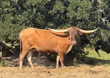 Twitter Heifer Calf 1