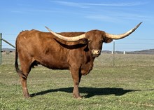 ECR Majestic Rosie