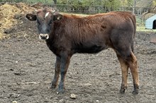 BK Ruby