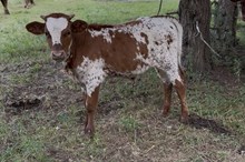 Reflection bull 25
