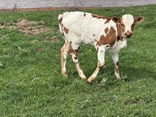 Skully/Chopper Heifer Calf