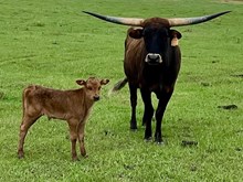 BONNIE STEER CALF