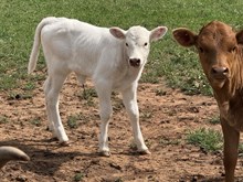 Lace/Char Cross Heifer 26