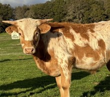 SLL CHUNK STEER