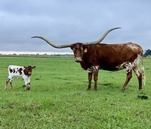 RRR STEER CALF