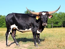 HL Maribeth