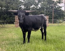 WV BLUEY BELLE