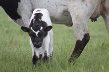 2024 Razzle Dazzle Bull