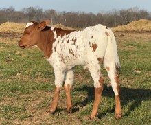 Pending(Reach for the Sky x Exonerated)