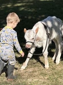 2024 Serenity Heifer