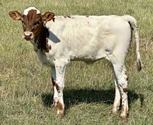 TLS CECELIA