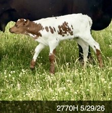 REBEL HR X AMERICAN PROUD HEIFER