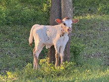 Blanca/Oliver Bull 26