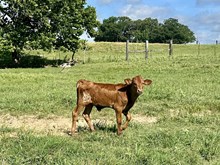 Rio Kays bull ‘25