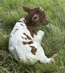 SLL JOHNNY RINGO X TLS PATCHES HEIFER CALF