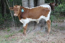 LAR Bull 1218
