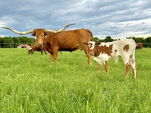 Melody Bull calf