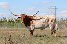 RODEO RIDER