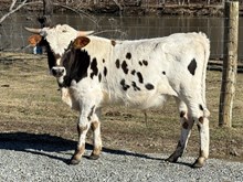 2025 Bull (Peach of the Valley)