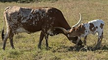 Zilla Bull