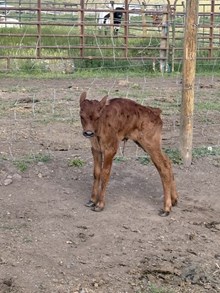 Locked N Loaded X Shooting Star 26 Bull