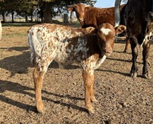 Catchit on Fire X Spicette bull calf