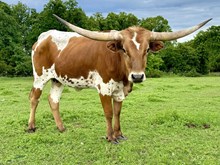 CTH Texas Lightning